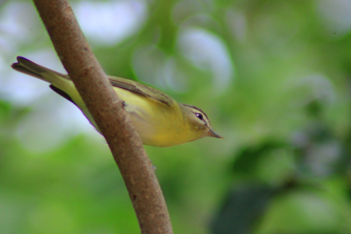 Philadelphia Vireo - ML644320560