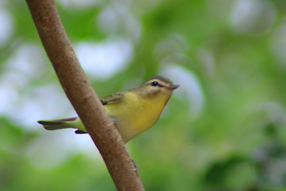 Philadelphia Vireo - ML644320561