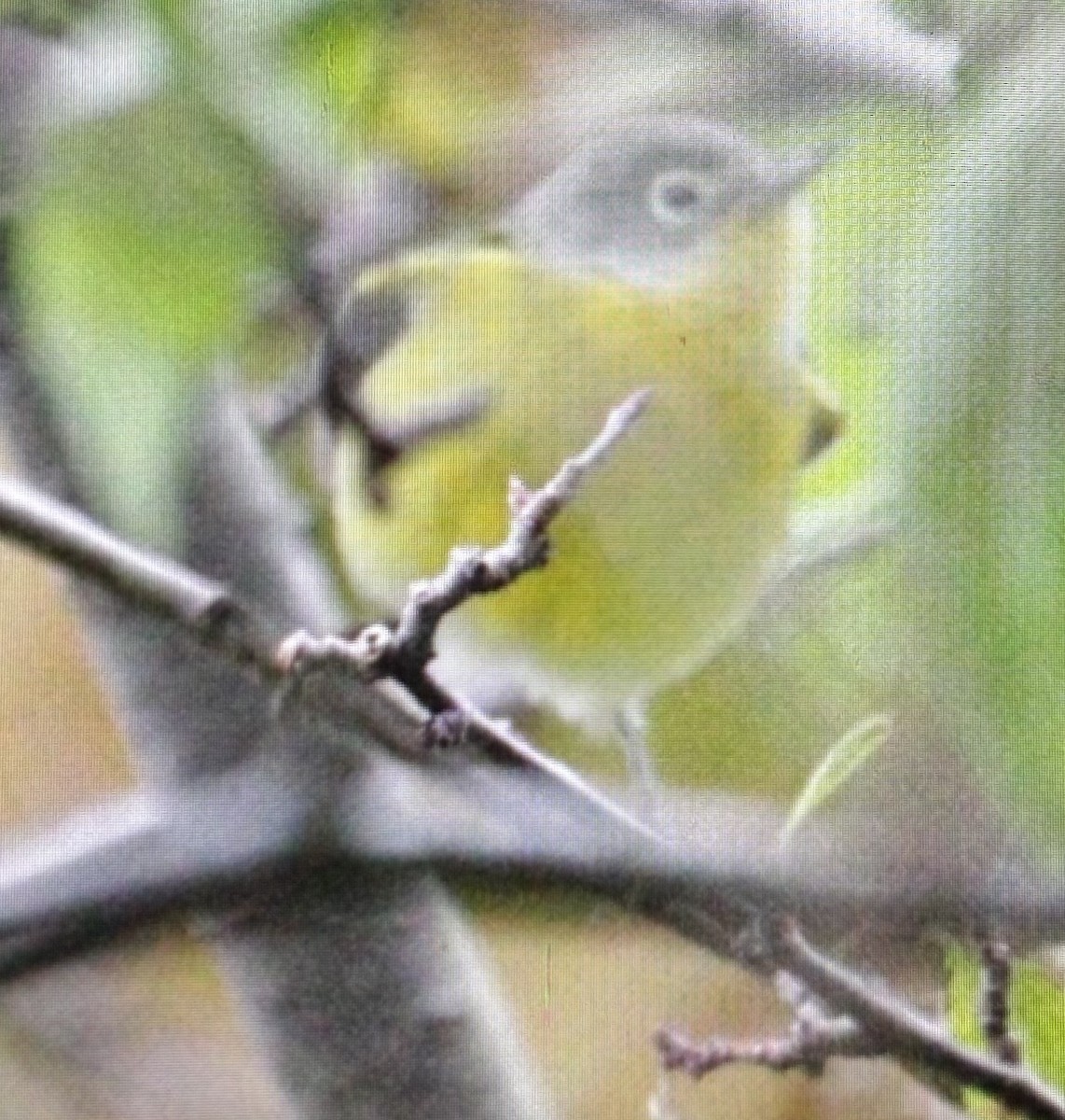 ズアカアメリカムシクイ - ML644320565