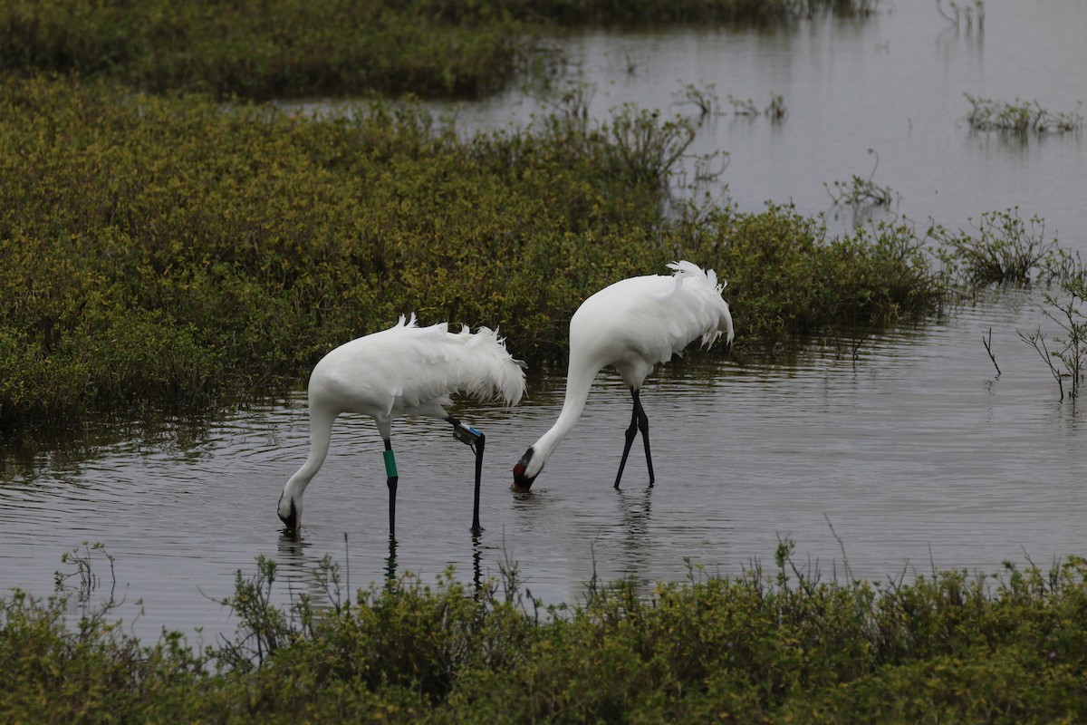 trompettrane - ML644320577