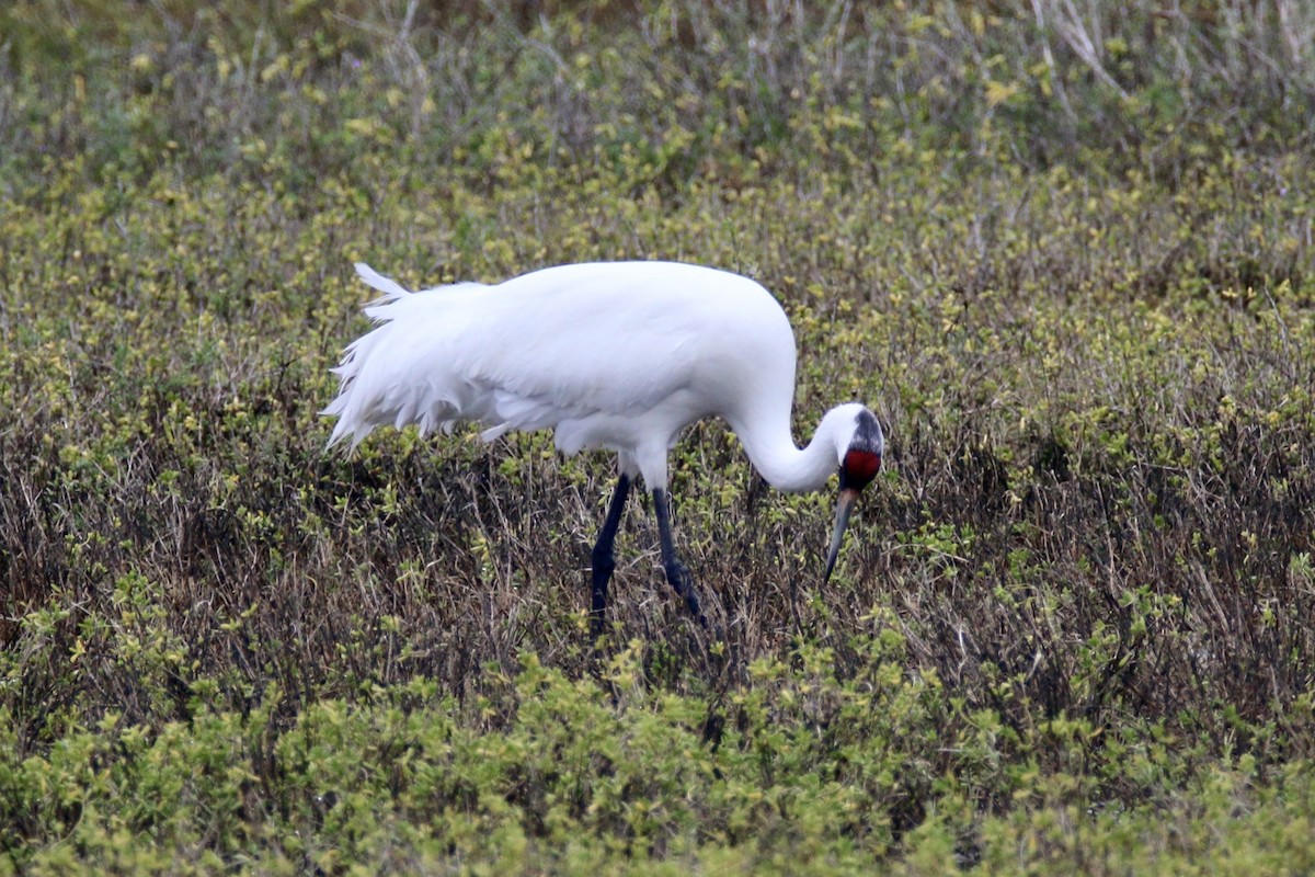 trompettrane - ML644320580