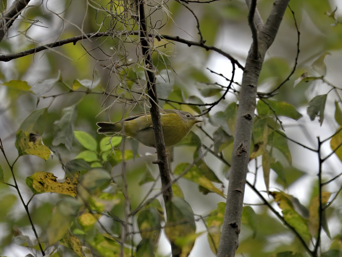 ズアカアメリカムシクイ - ML644320583