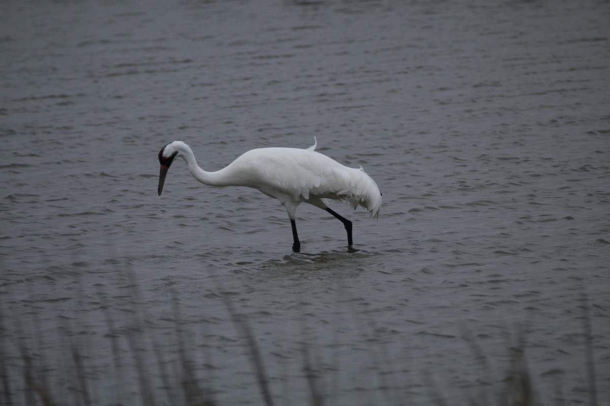 trompettrane - ML644320585