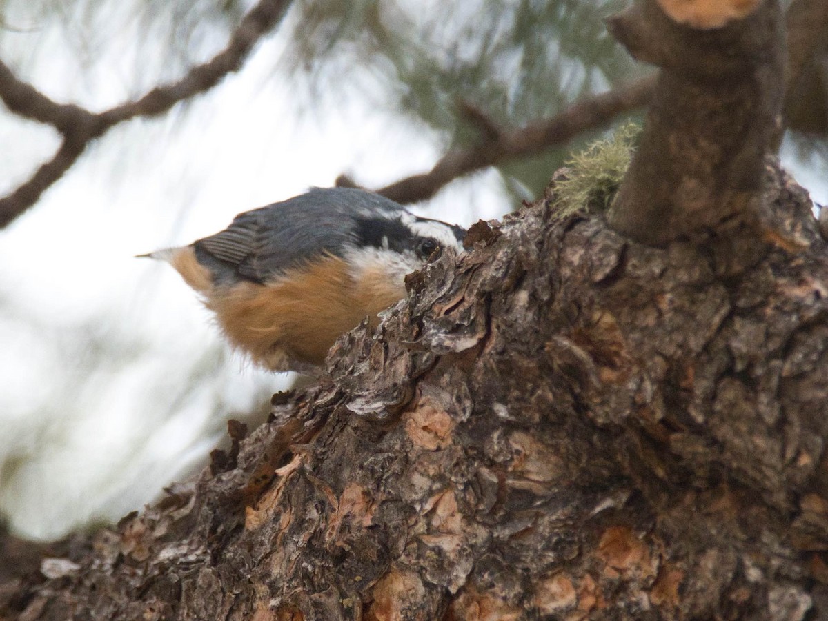 Red-breasted Nuthatch - ML644320588
