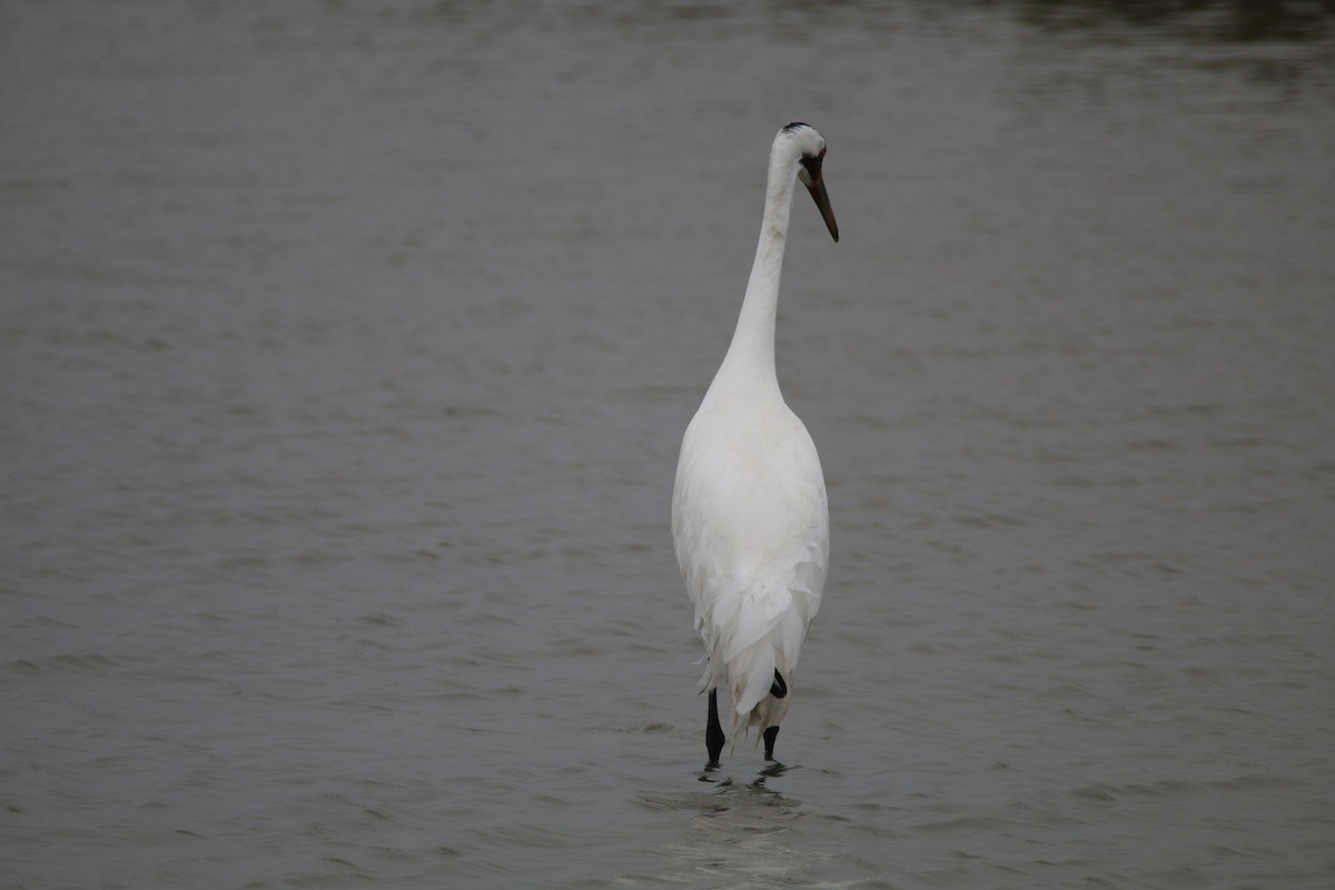 trompettrane - ML644320589