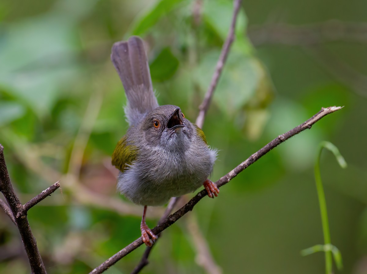 Yeşil Sırtlı Kamaropter [brevicaudata grubu] - ML644320590