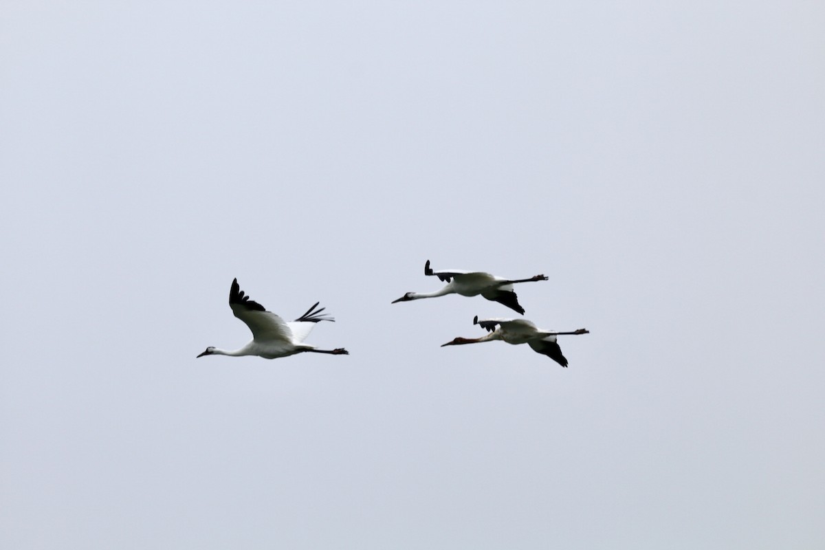 trompettrane - ML644320604