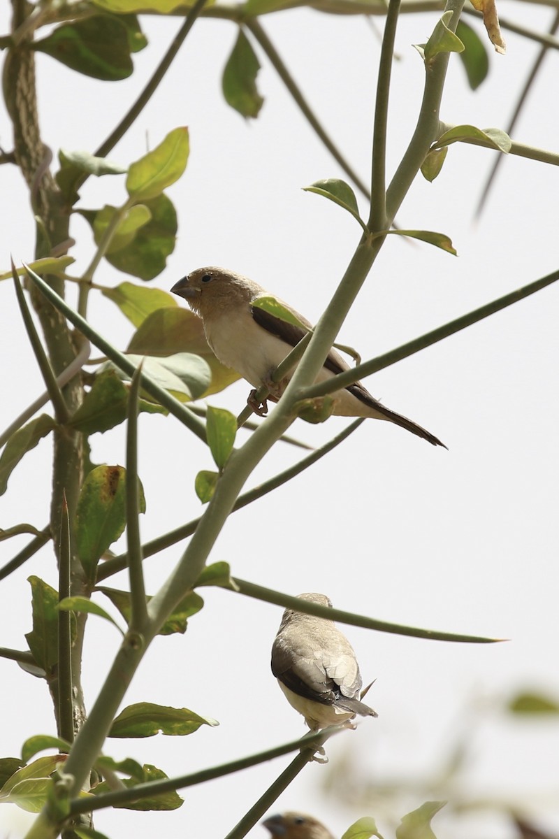 African Silverbill - ML644320609