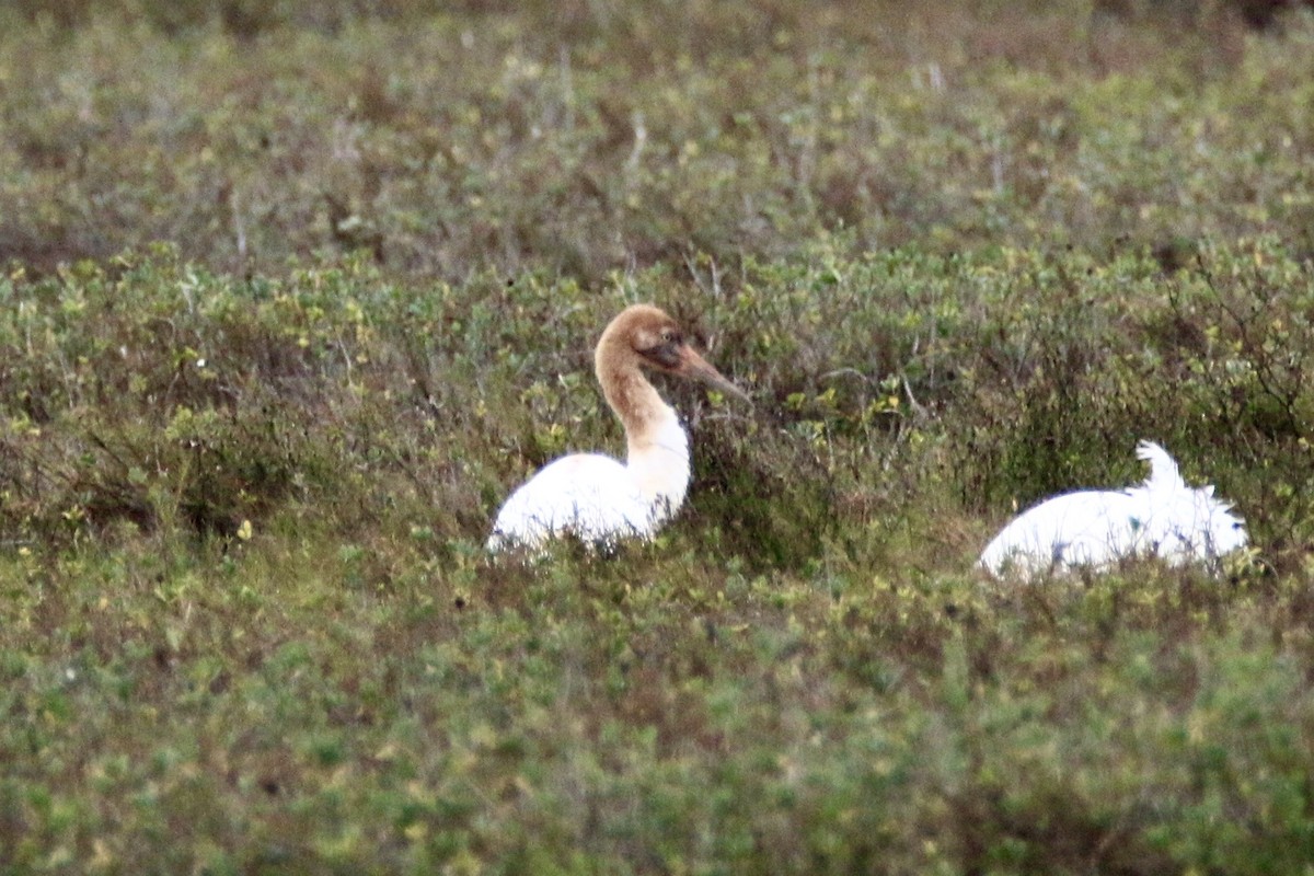 trompettrane - ML644320614