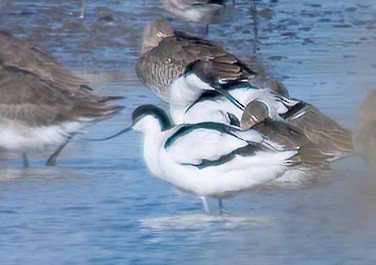 Pied Avocet - ML644320617