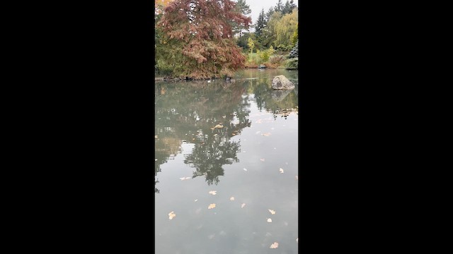 Black Swan - ML644320618