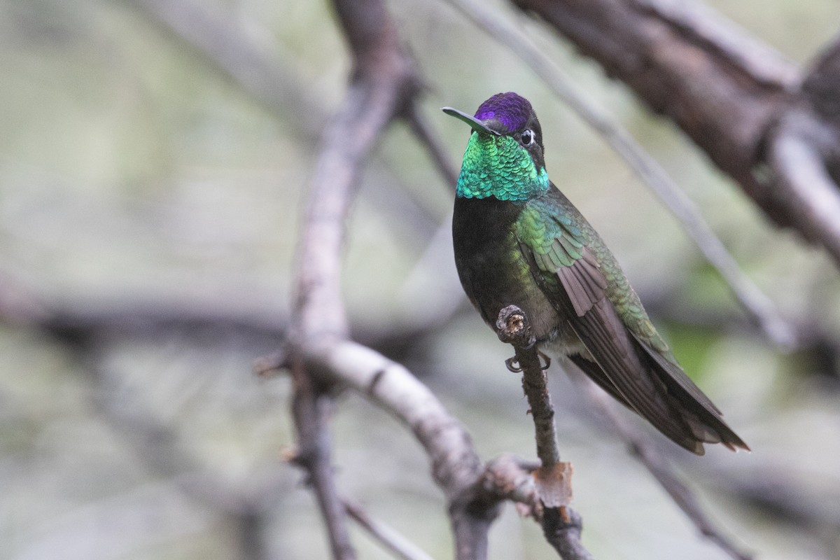 purpurissekolibri - ML644320619