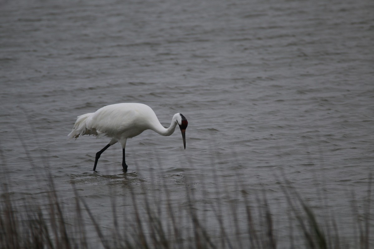 trompettrane - ML644320623