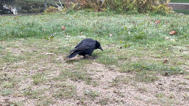 Carrion Crow (Western) - ML644320628