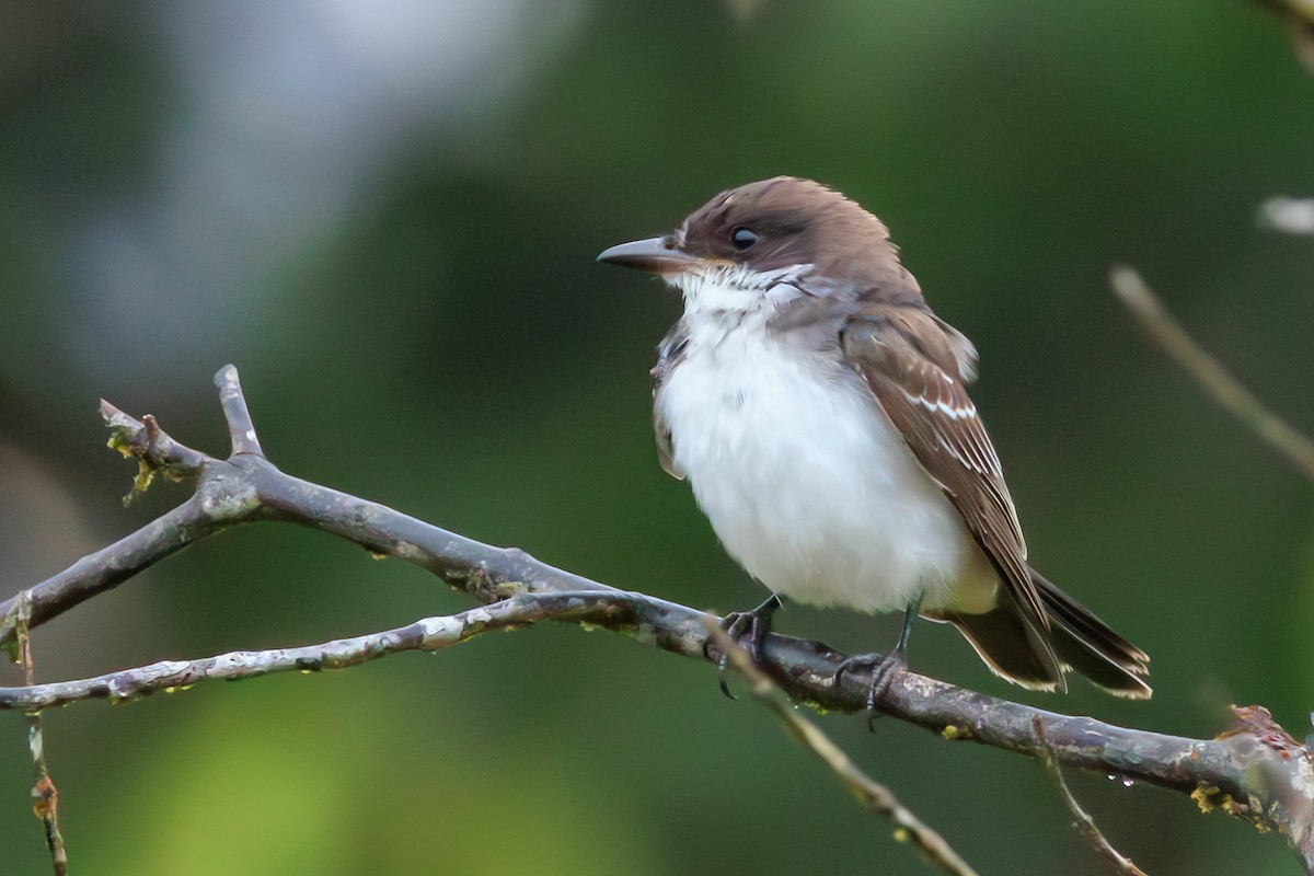Schieferrücken-Königstyrann - ML644320631