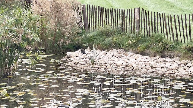 Eurasian Moorhen - ML644320633