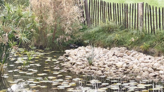 Eurasian Moorhen - ML644320638