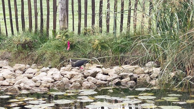 Eurasian Moorhen - ML644320642