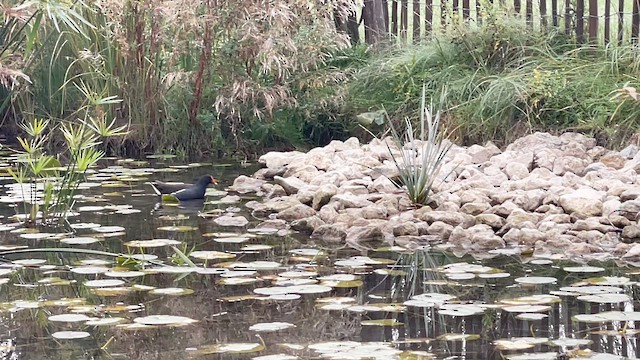 紅冠水雞 - ML644320648