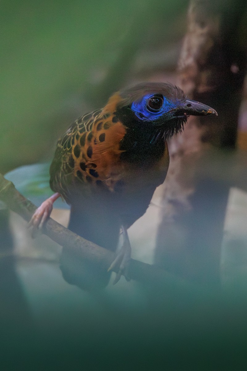 Ocellated Antbird - ML644320658