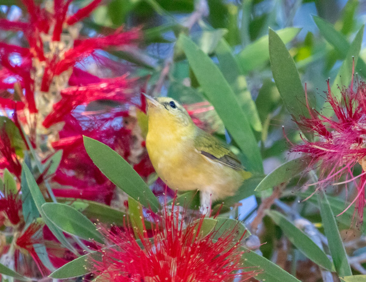 Tennessee Warbler - ML644320714