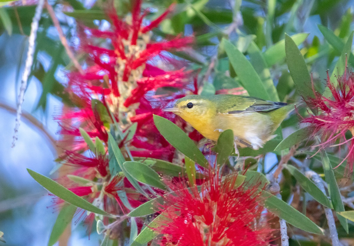 Tennessee Warbler - ML644320715