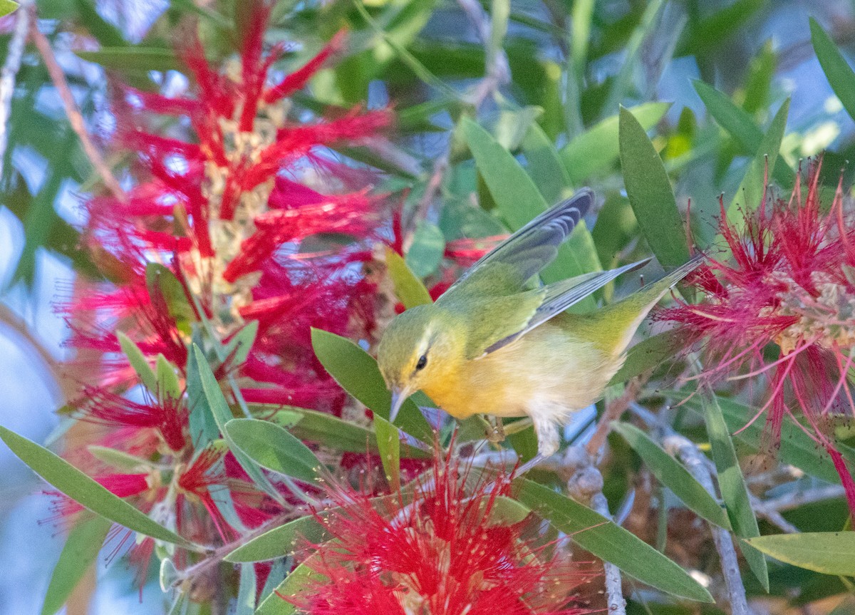 Tennessee Warbler - ML644320717