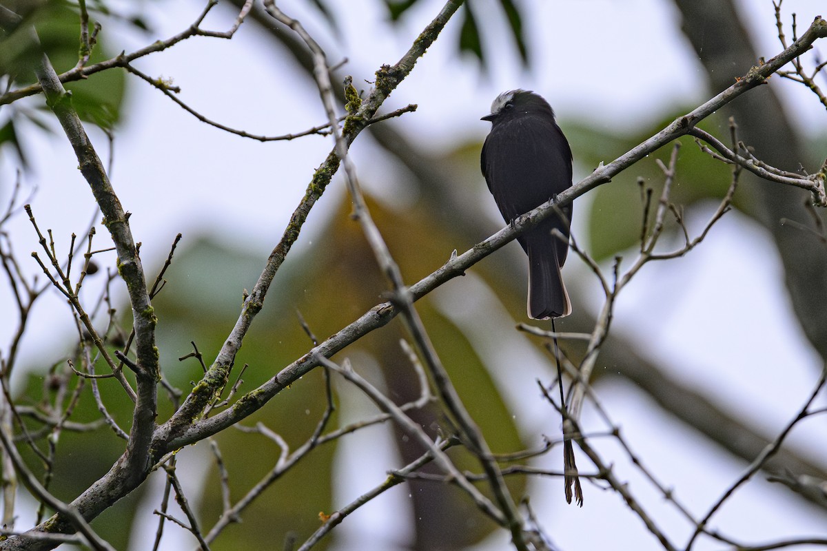 Moucherolle à longs brins - ML644320718