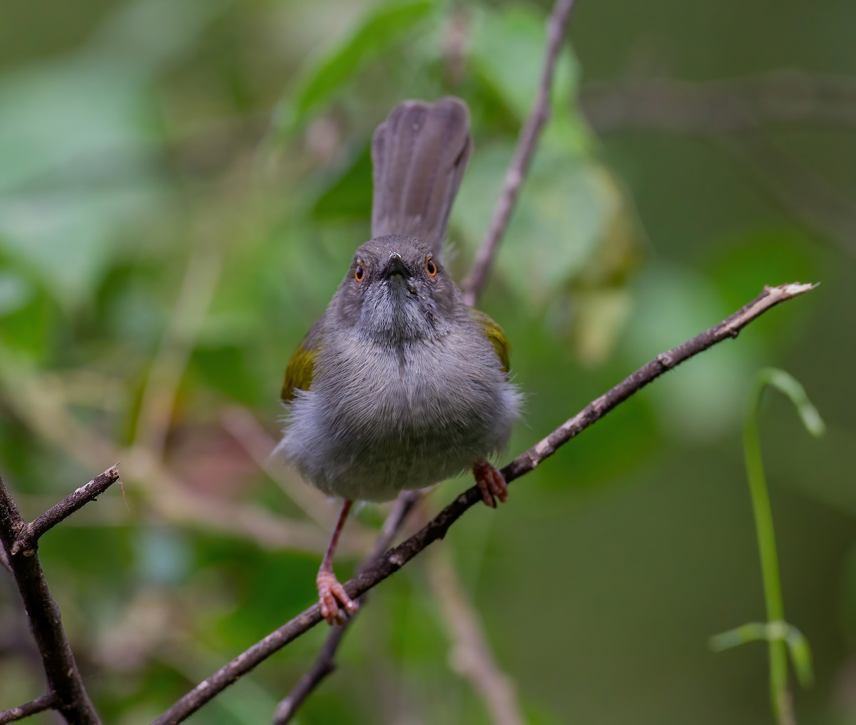 Yeşil Sırtlı Kamaropter [brevicaudata grubu] - ML644320723