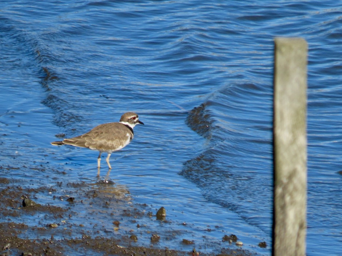 Killdeer - ML644320734