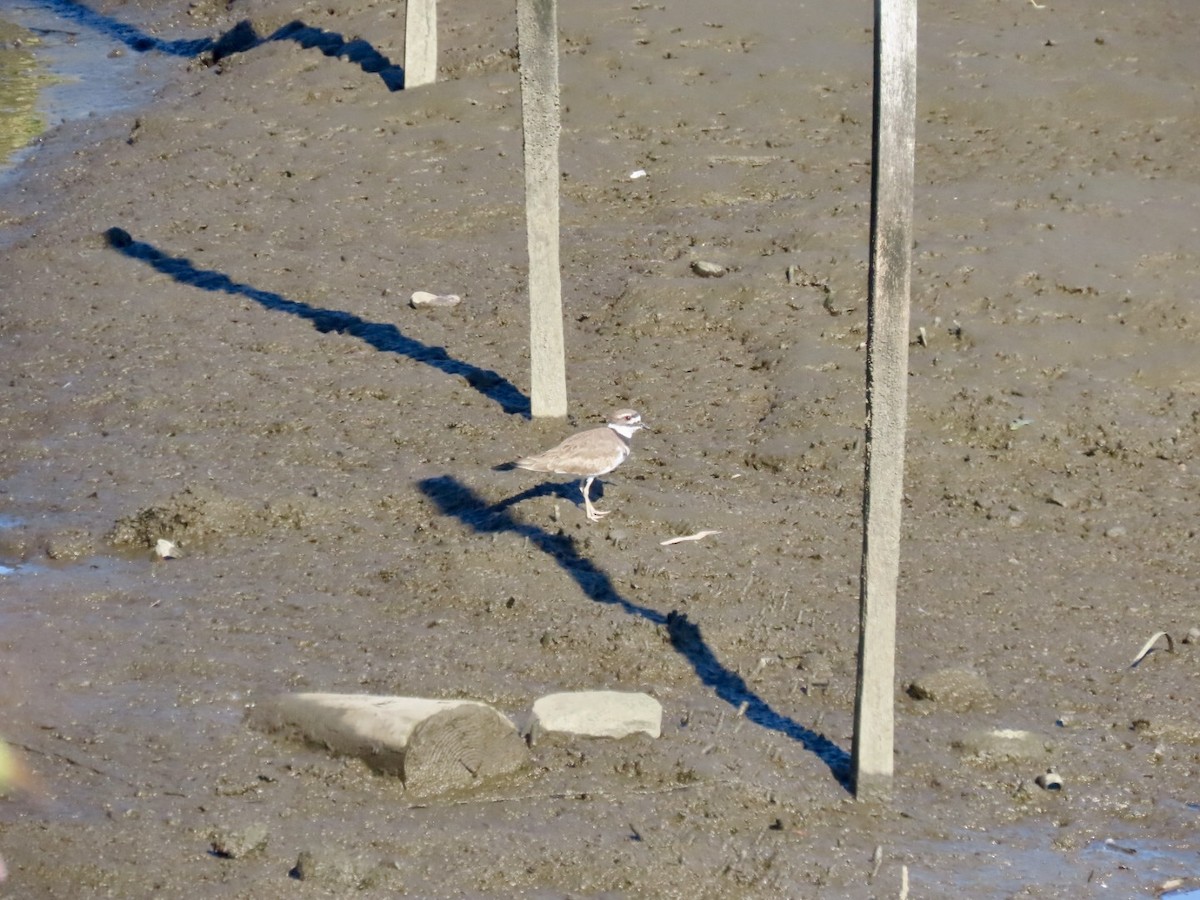 Killdeer - ML644320735