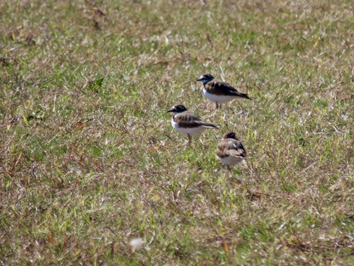 Killdeer - ML644320736