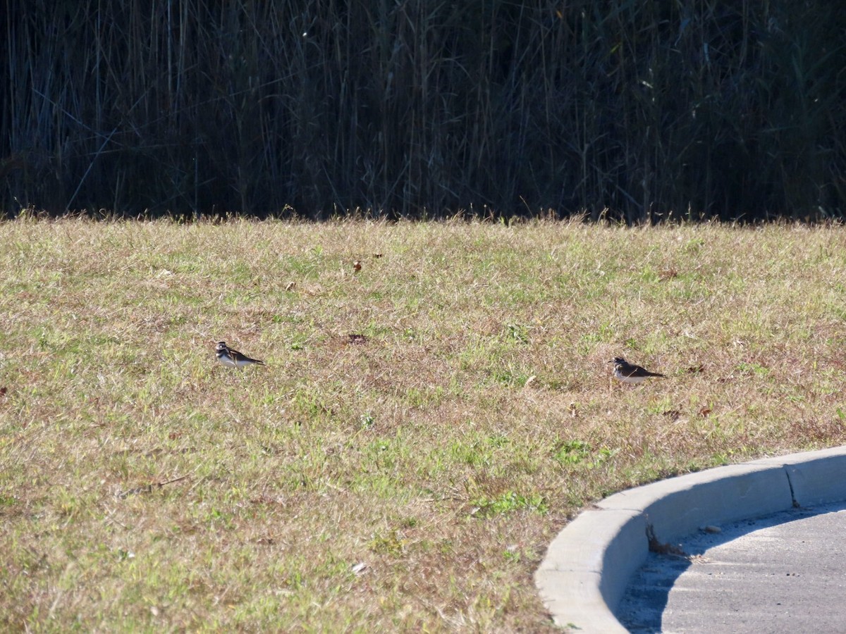 Killdeer - ML644320737