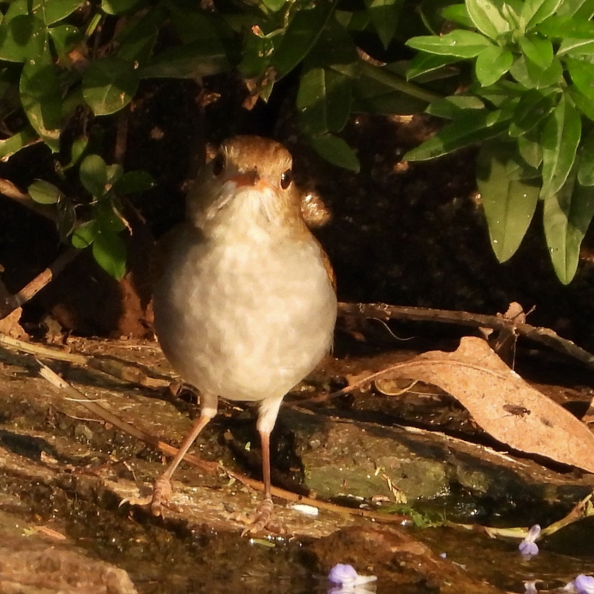 Orange-billed Nightingale-Thrush - ML644320738