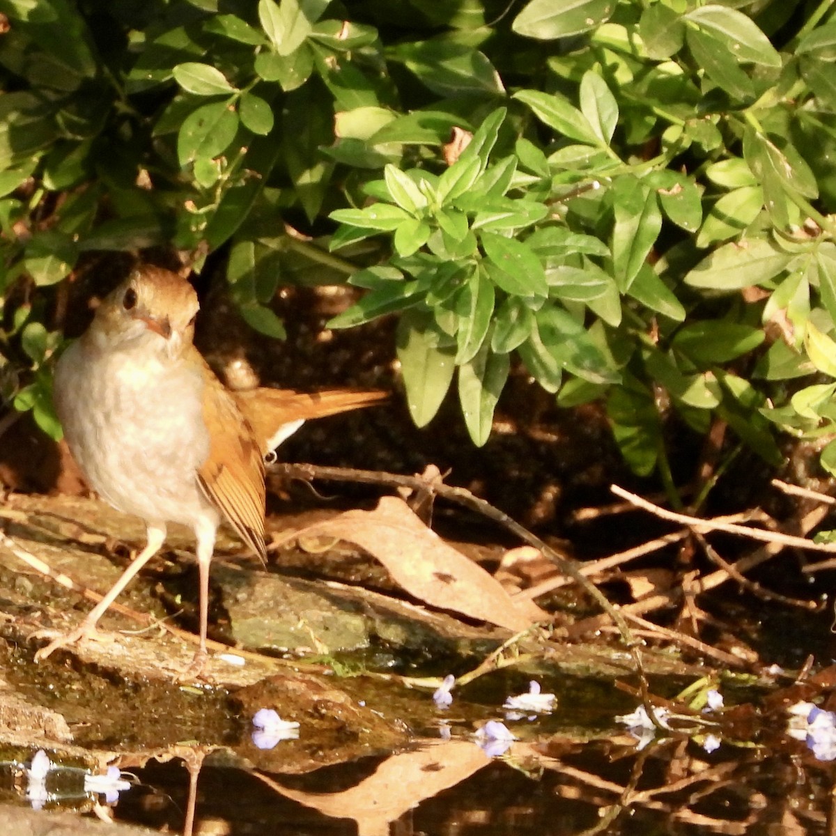 Orange-billed Nightingale-Thrush - ML644320739