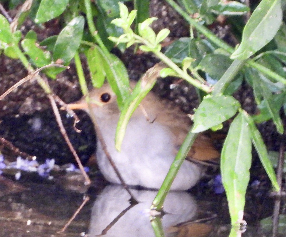 Orange-billed Nightingale-Thrush - ML644320740