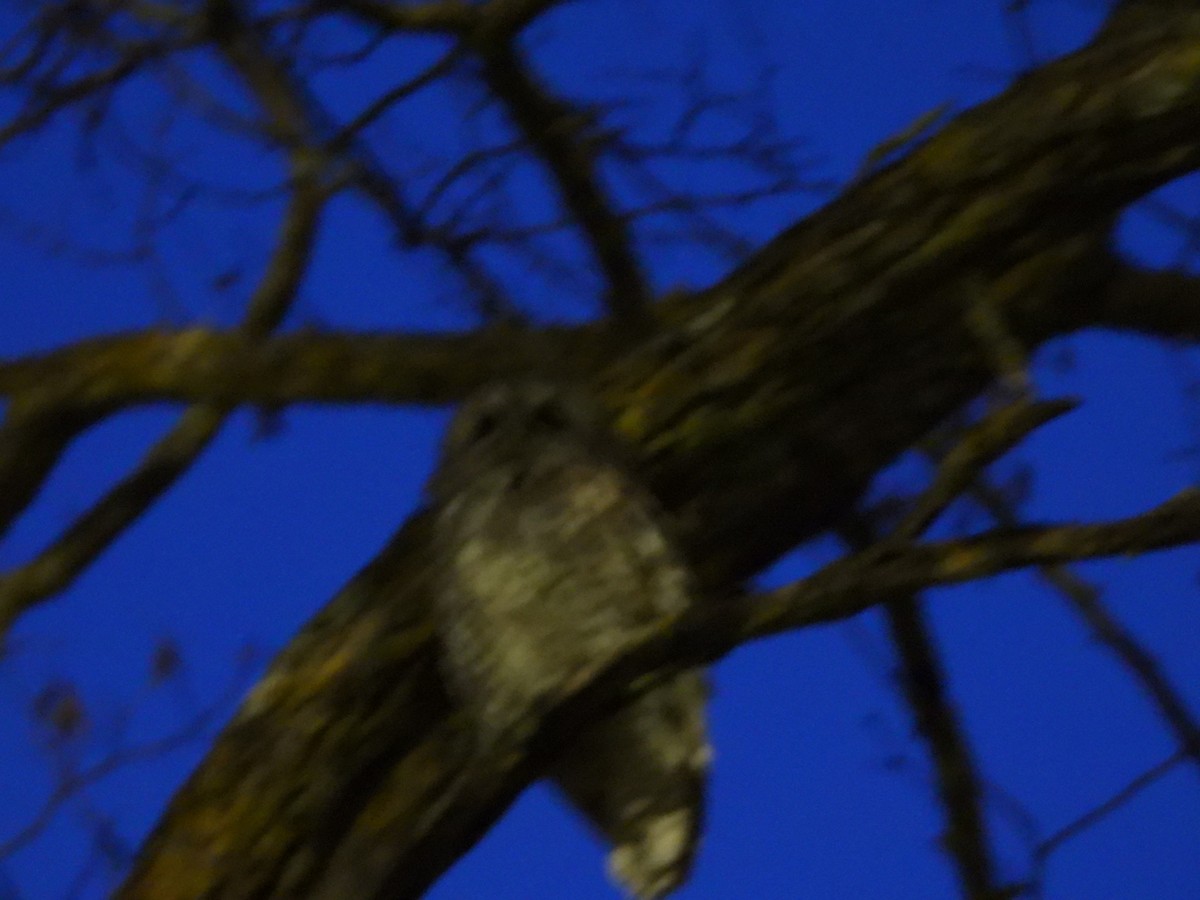 Urubi arrunta - ML644320747