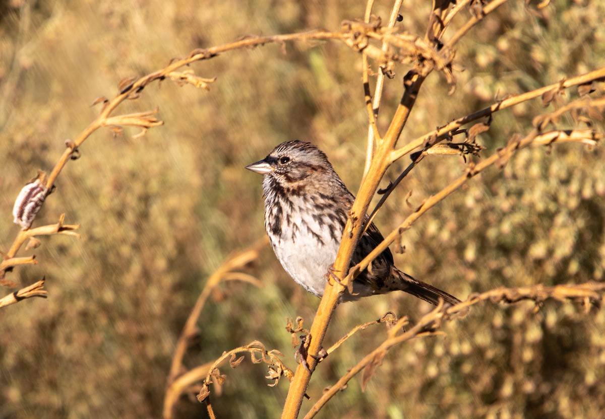 Song Sparrow - ML644320754
