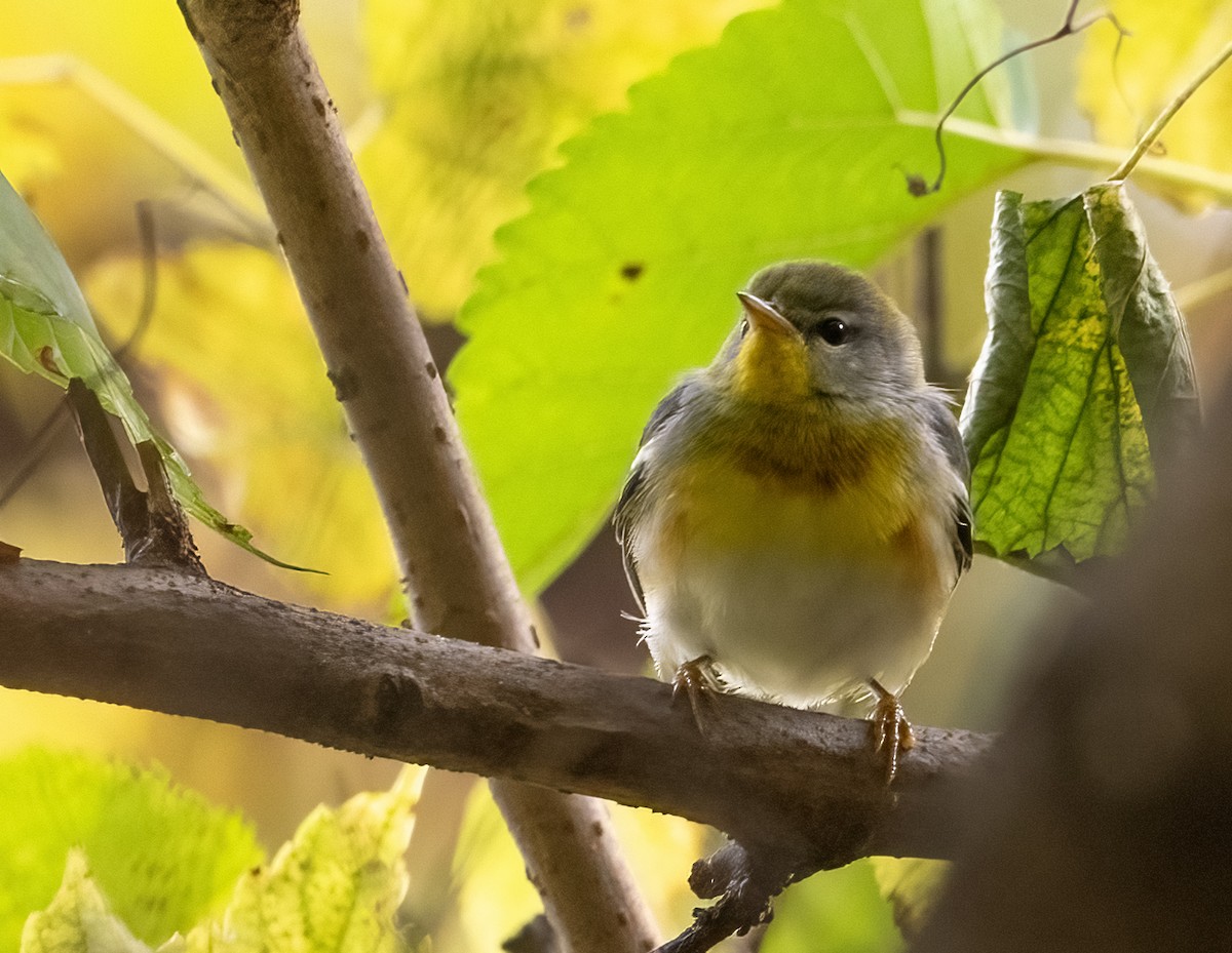 stryparula - ML644320755