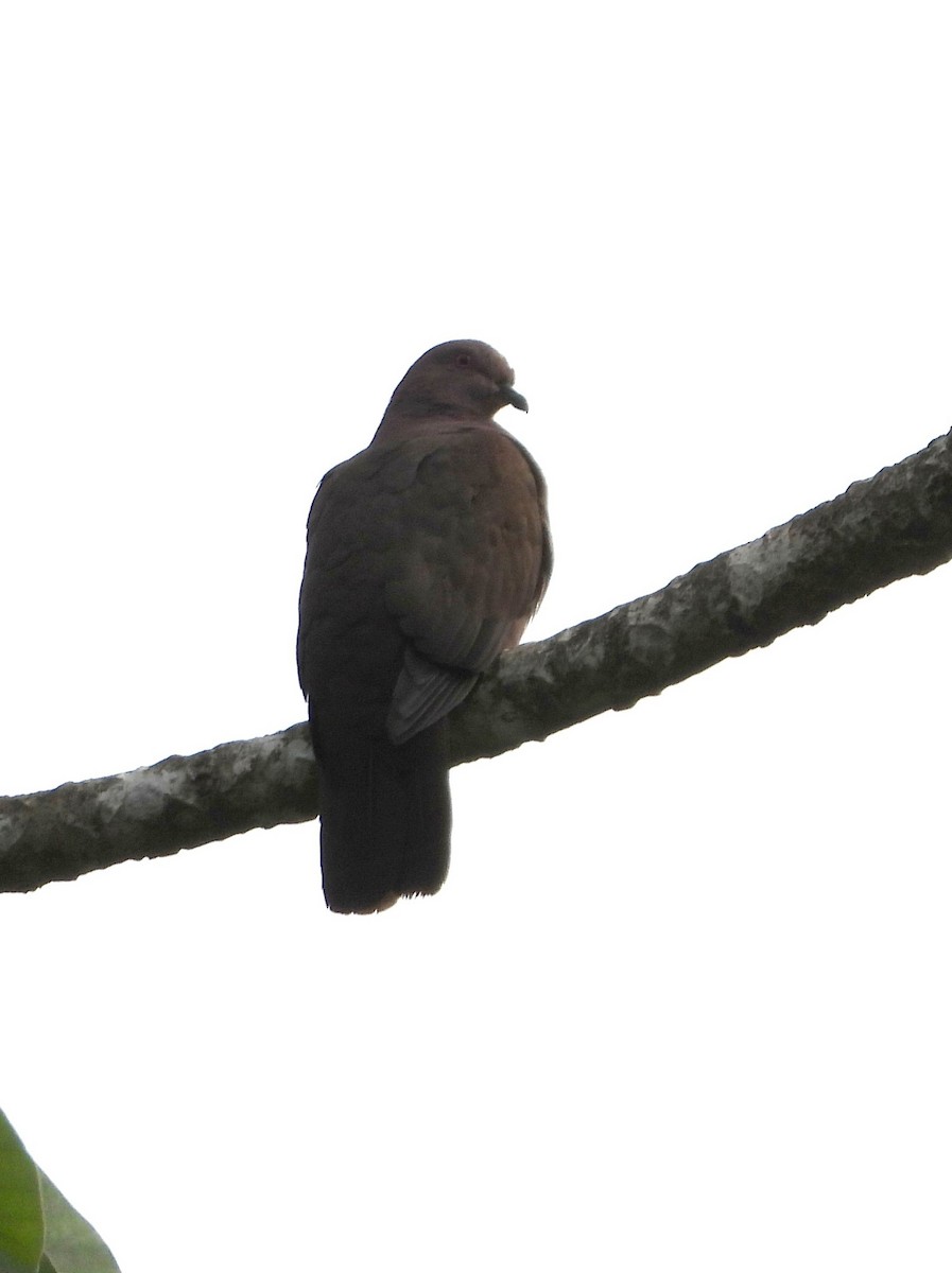 holub krátkozobý - ML644320756