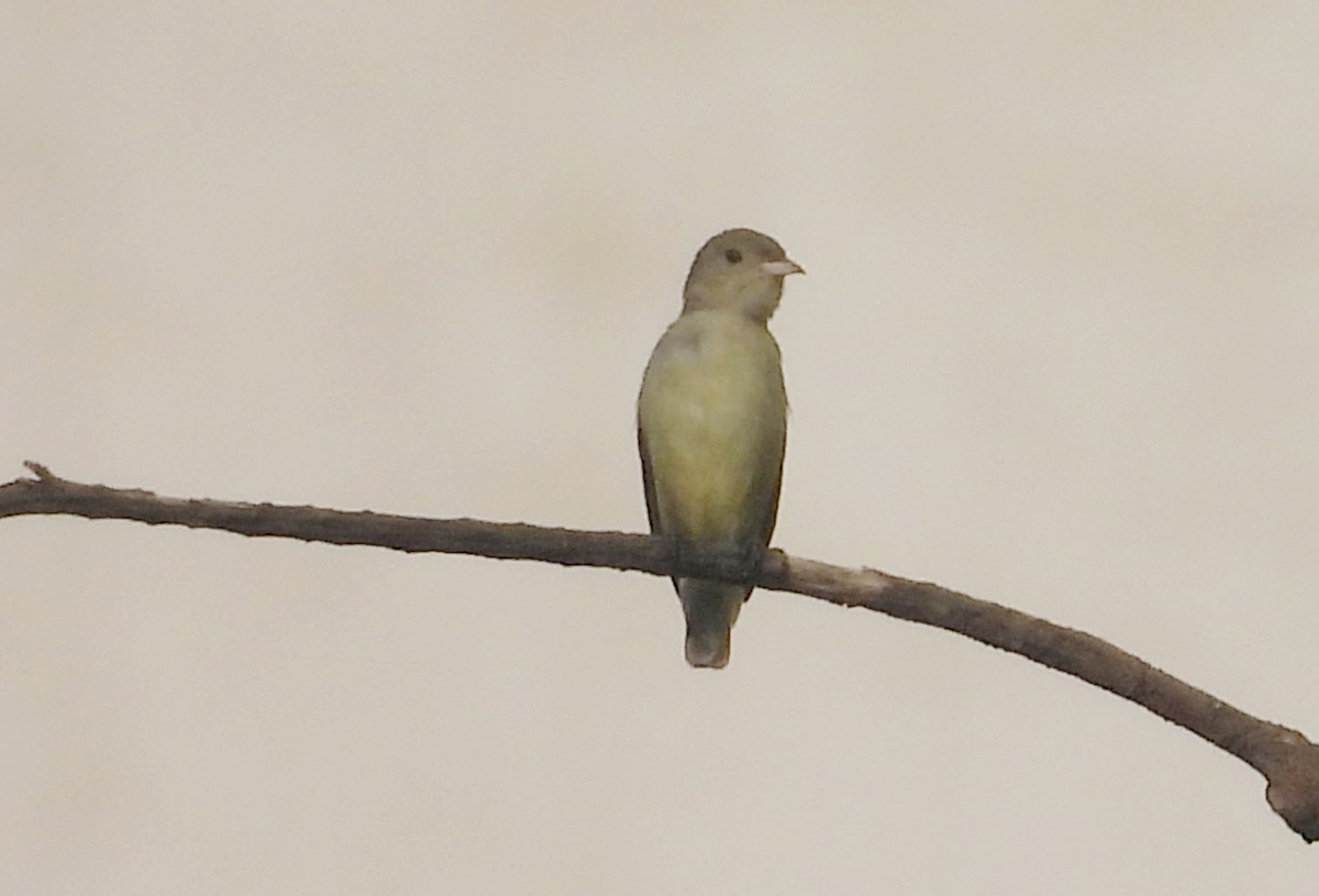 Pale-billed Flowerpecker - ML644320761