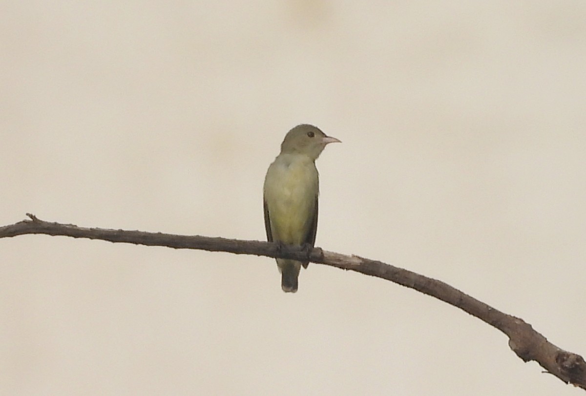 Pale-billed Flowerpecker - ML644320762