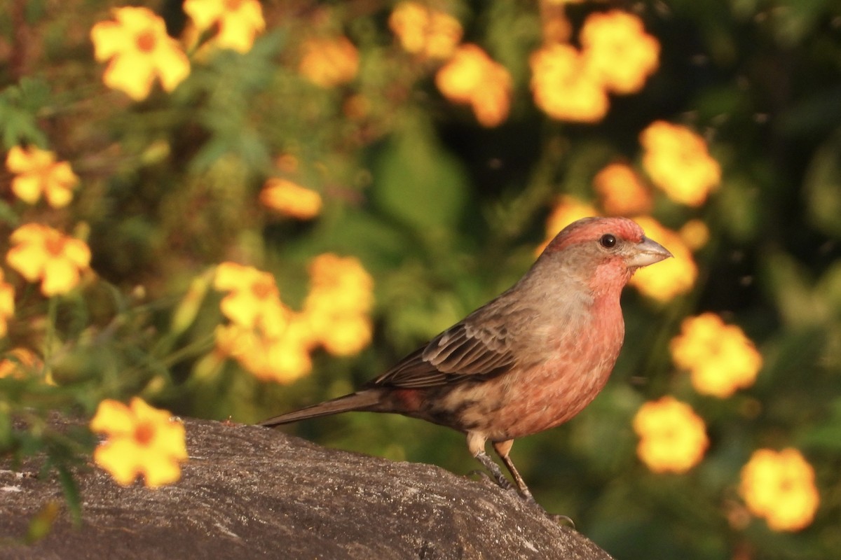 Camachuelo Mexicano - ML644320763