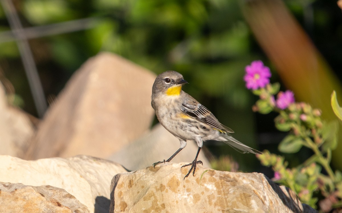 Yellow-rumped Warbler - ML644320766
