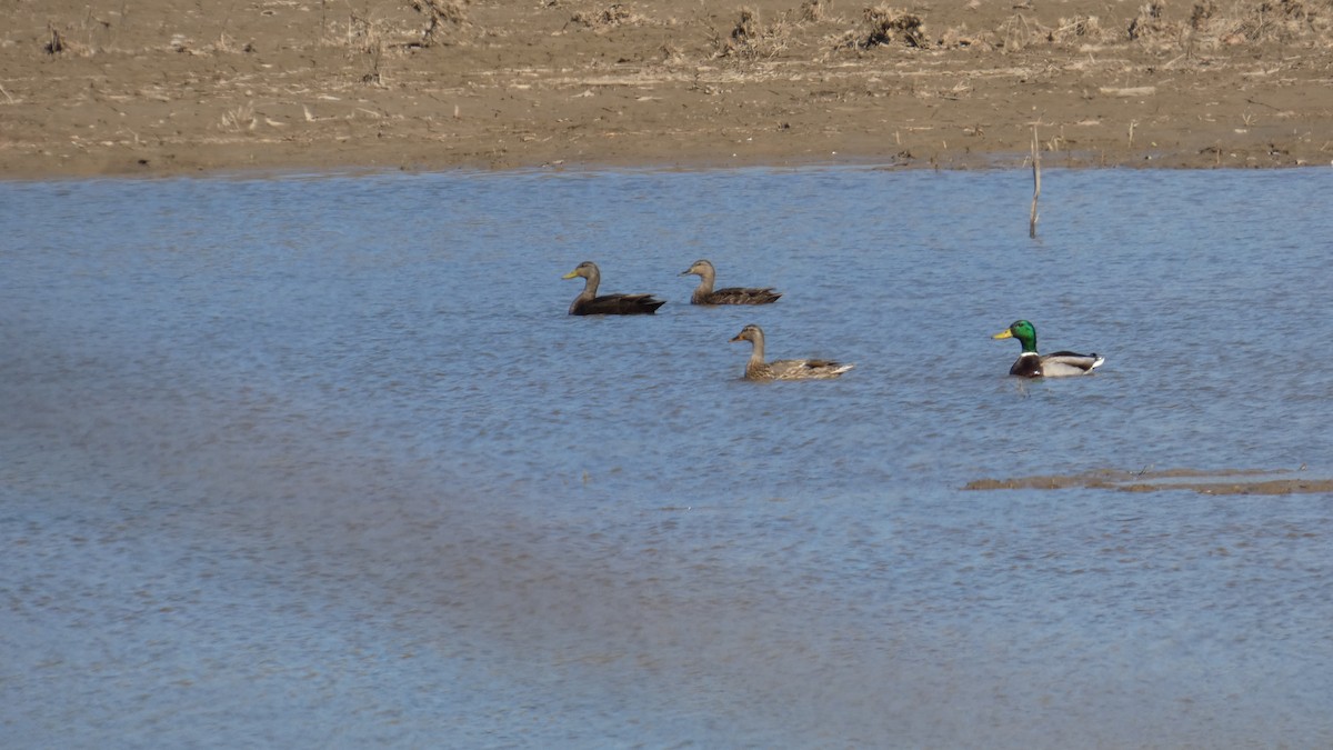 Dunkelente - ML644320779