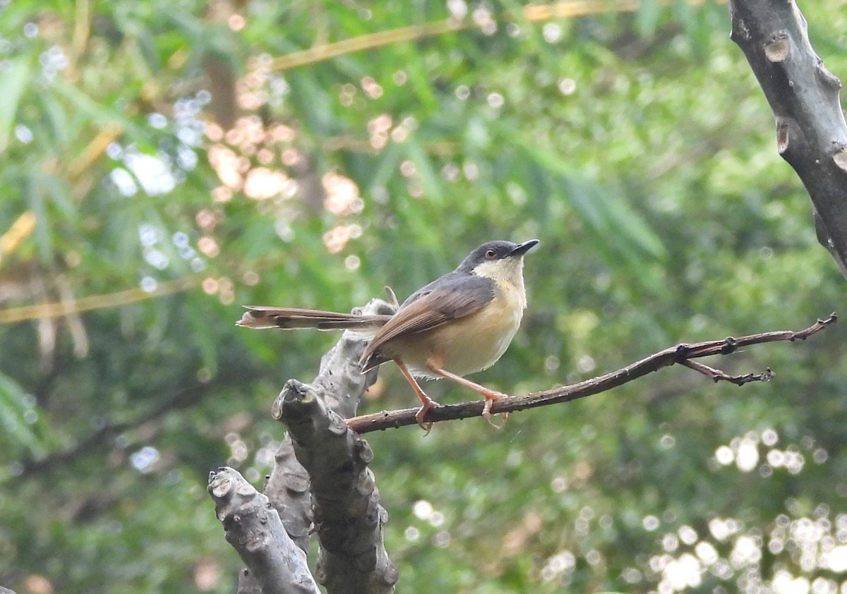 Prinia Cenicienta - ML644320786