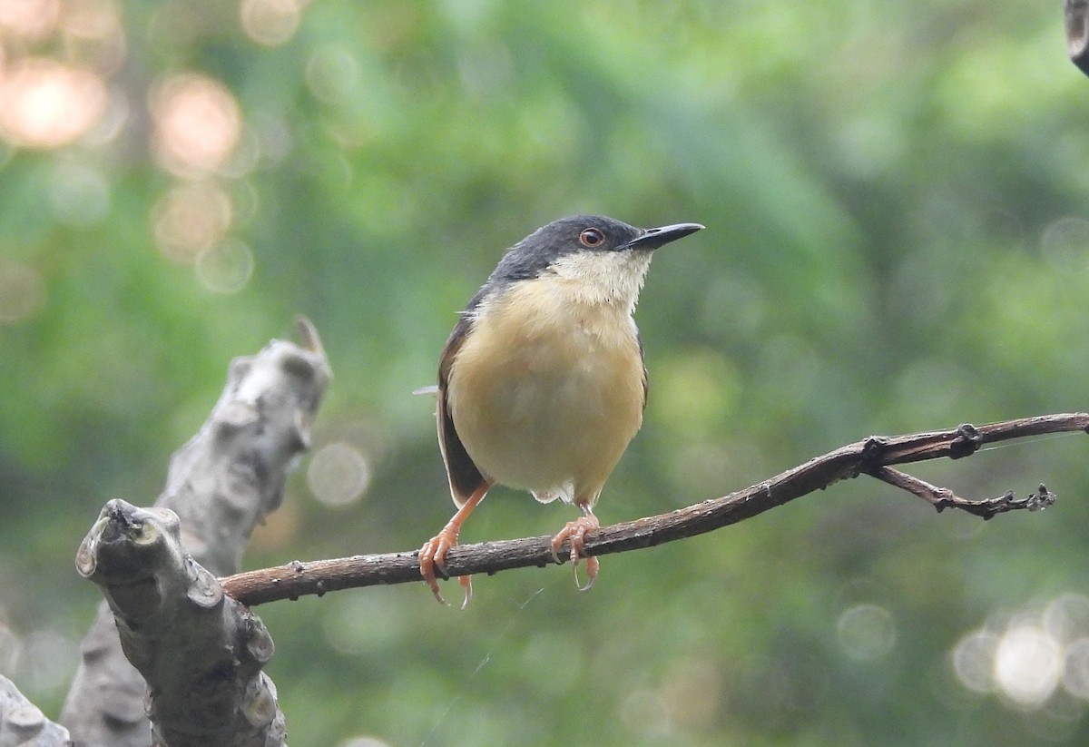 Prinia Cenicienta - ML644320787