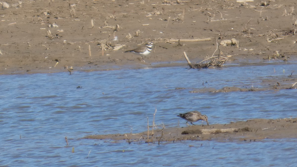 Wilsonbekassine - ML644320788