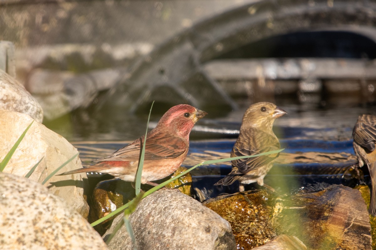 Purple Finch - ML644320789