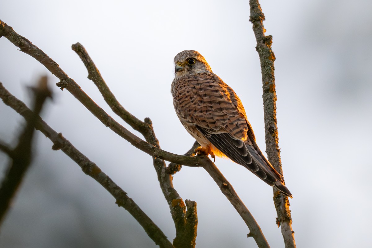 Eurasian Kestrel - ML644320790